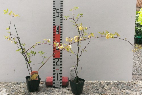 モッコウバラ　黄八重　2年生苗×2ポット