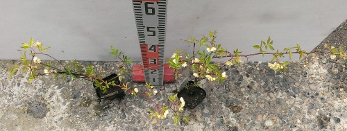 モッコウバラ　黄八重　2年生苗×2ポット