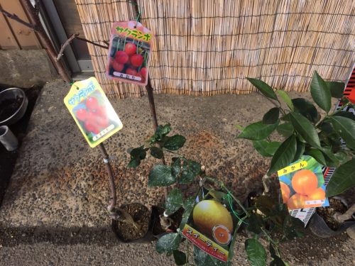 さくらんぼ、柑橘類、りんご、桜、ブルーベリー、あけびなどの本日の発送苗